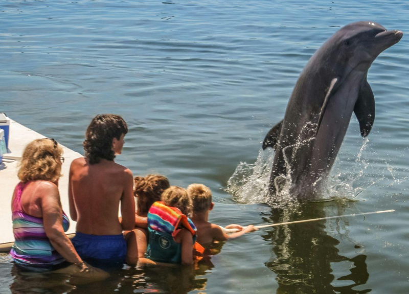 Dolphin interaction at the dolphin research center