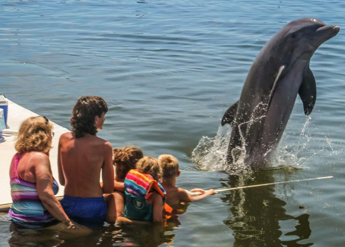 Dolphin interaction at the dolphin research center
