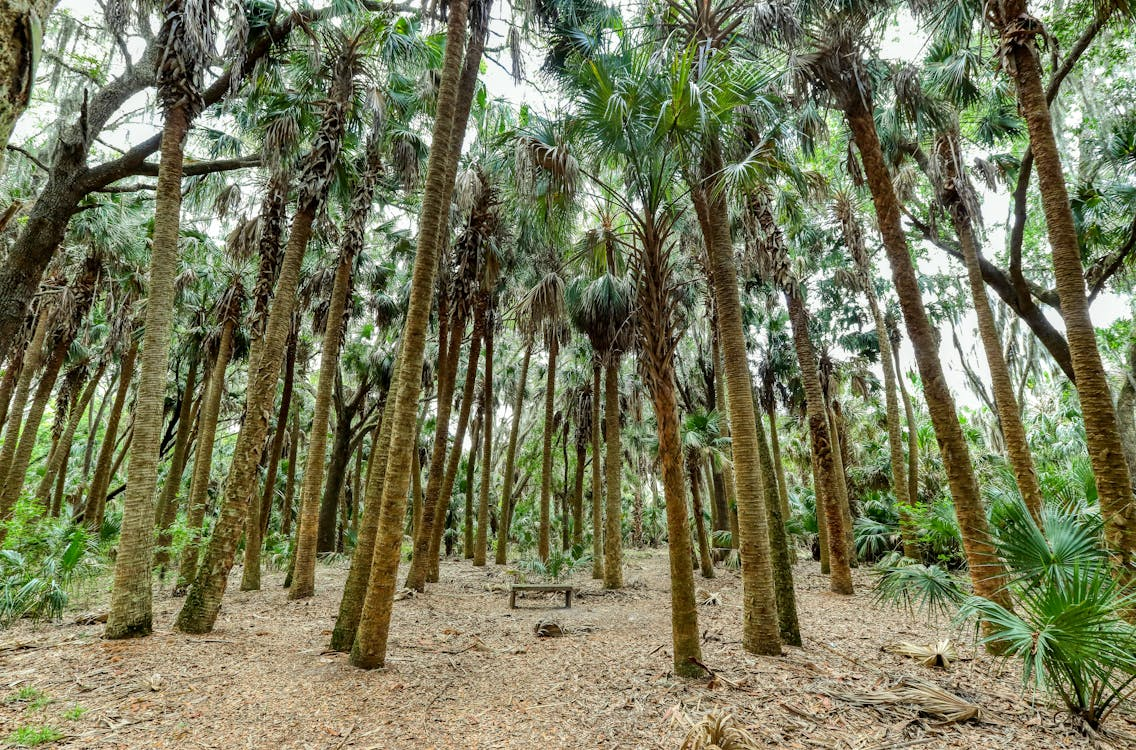 A picture of palm trees in a Florida forest. 