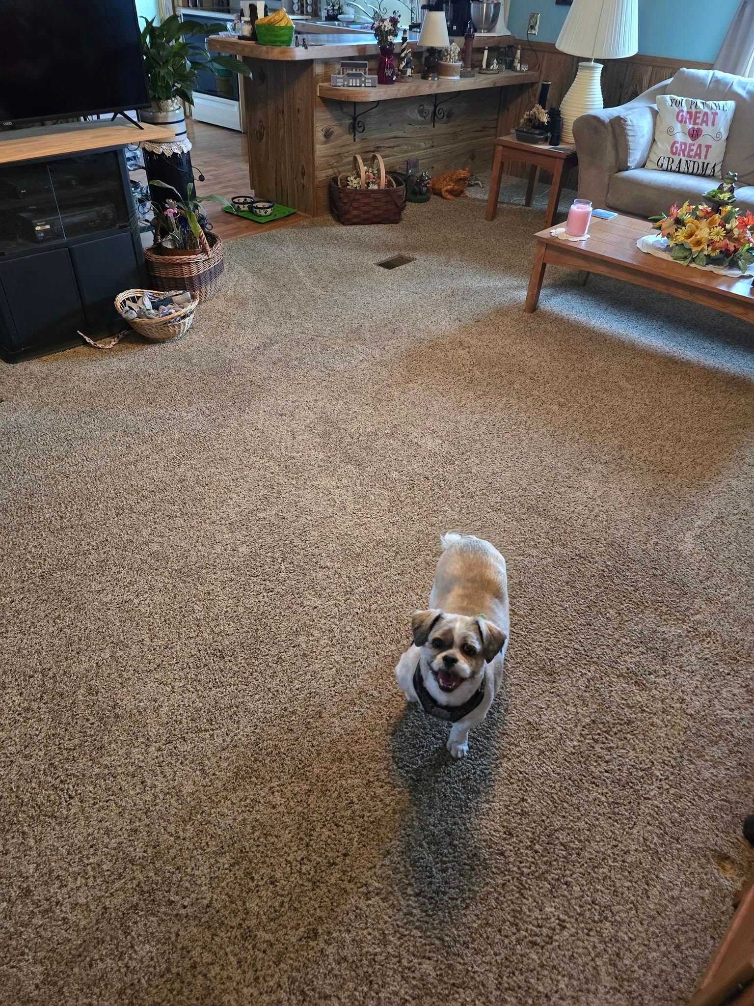 Small tan dog standing on carpet in a cozy living room, facing the camera.