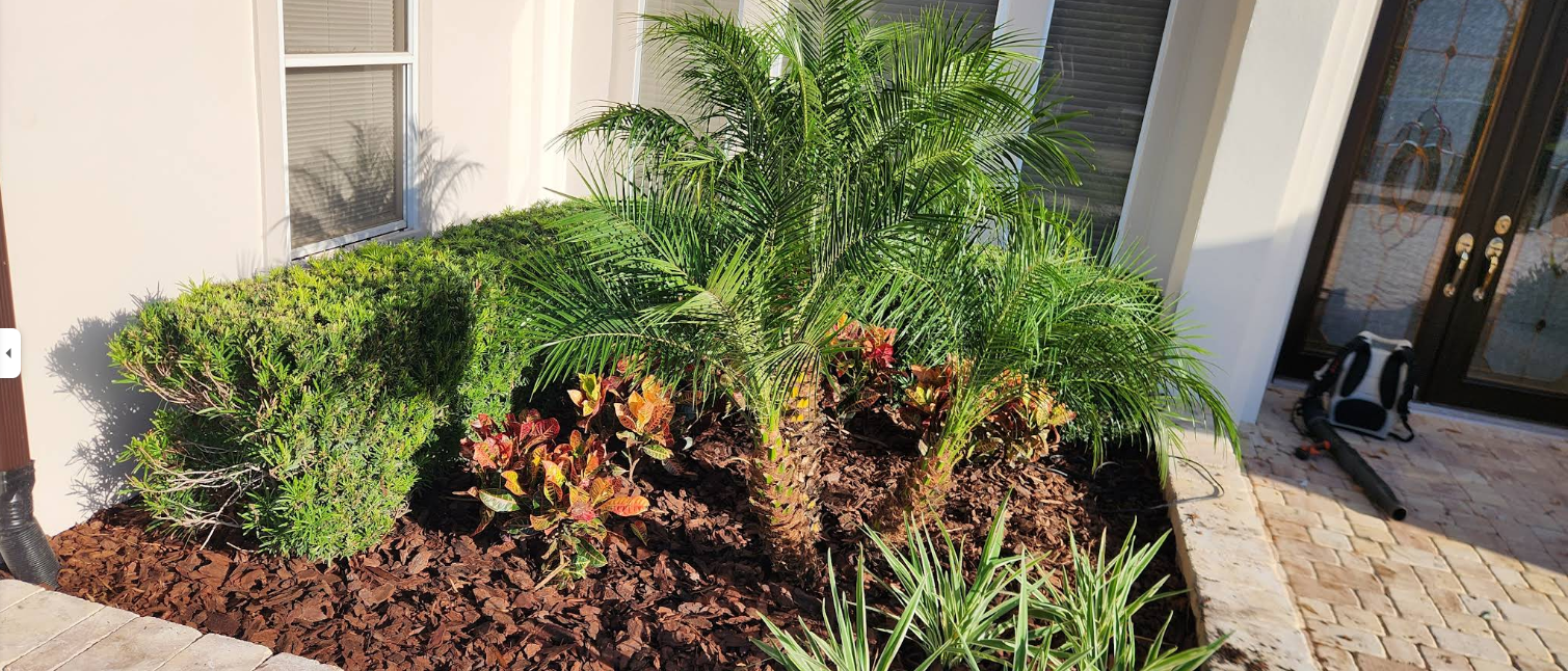 Landscaped front yard with a variety of green plants, including a palm tree. Brown mulch covers the ground.