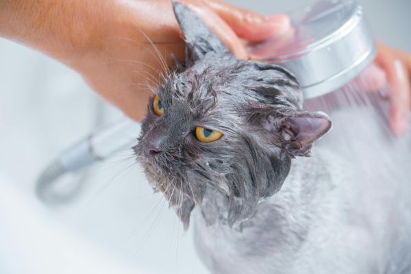 cat taking a shower