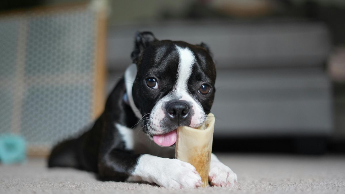 dog chewing a bone