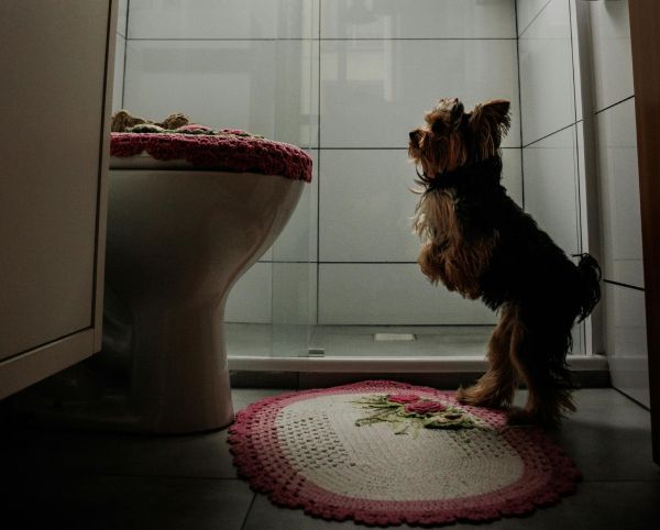 dog looking at the toilet