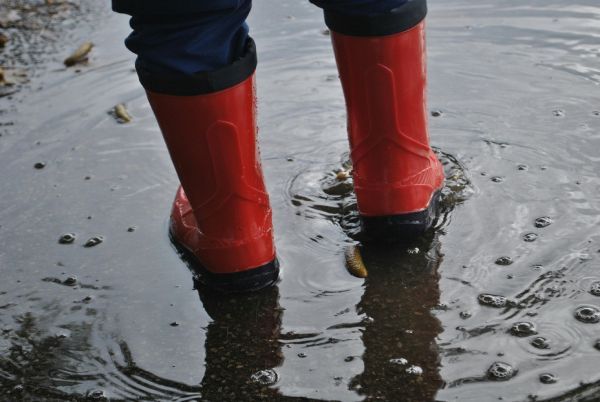 water back up in the yard