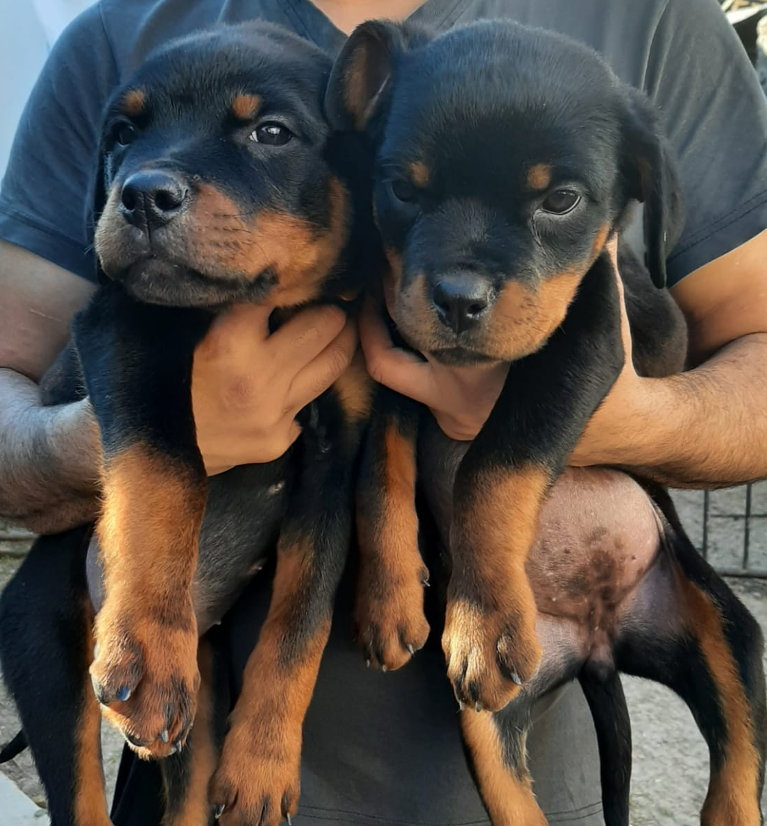 Un hombre sostiene dos cachorros en sus brazos.