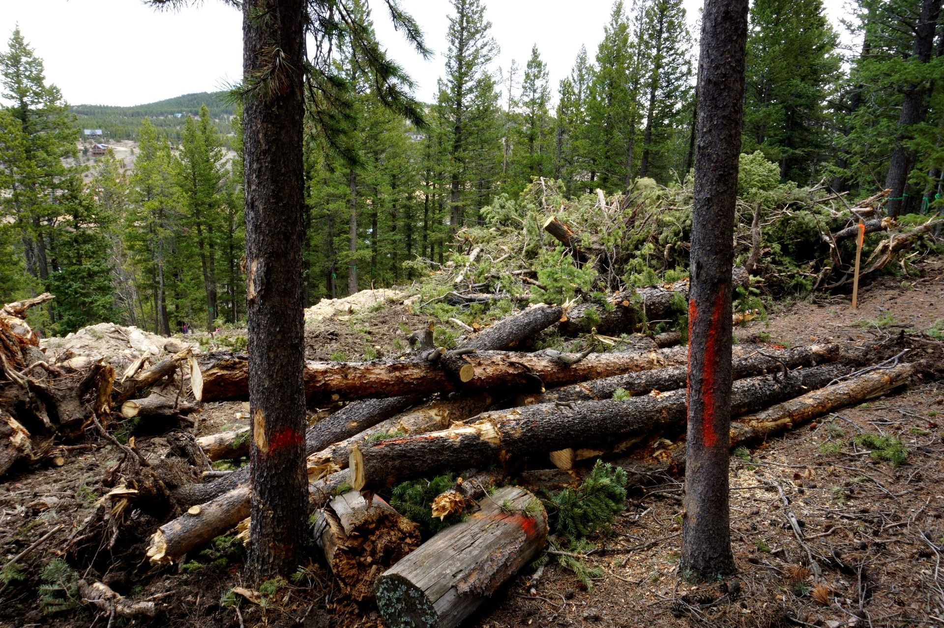 A pile of logs in the middle of a forest.