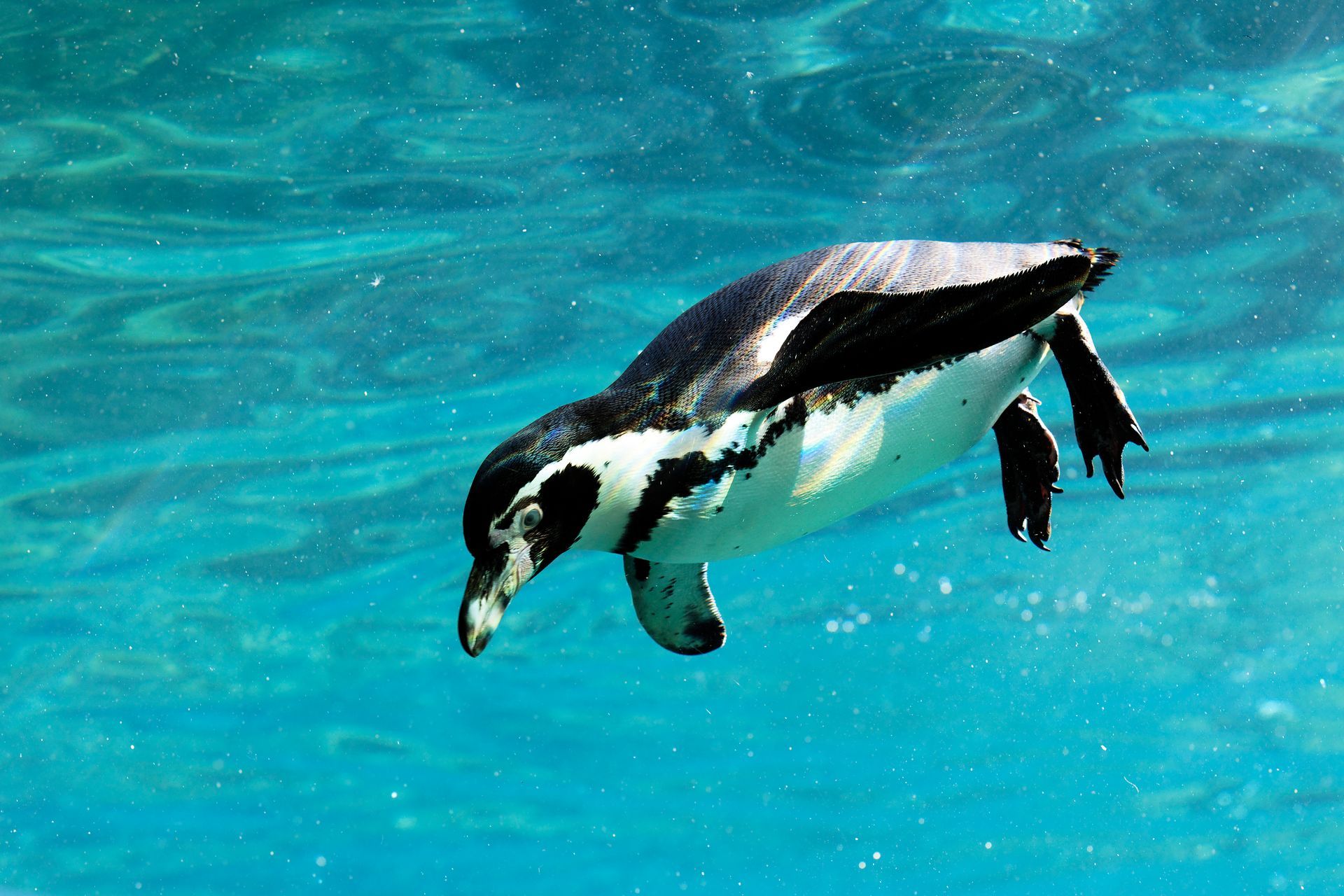 A black and white penguin is swimming in the ocean