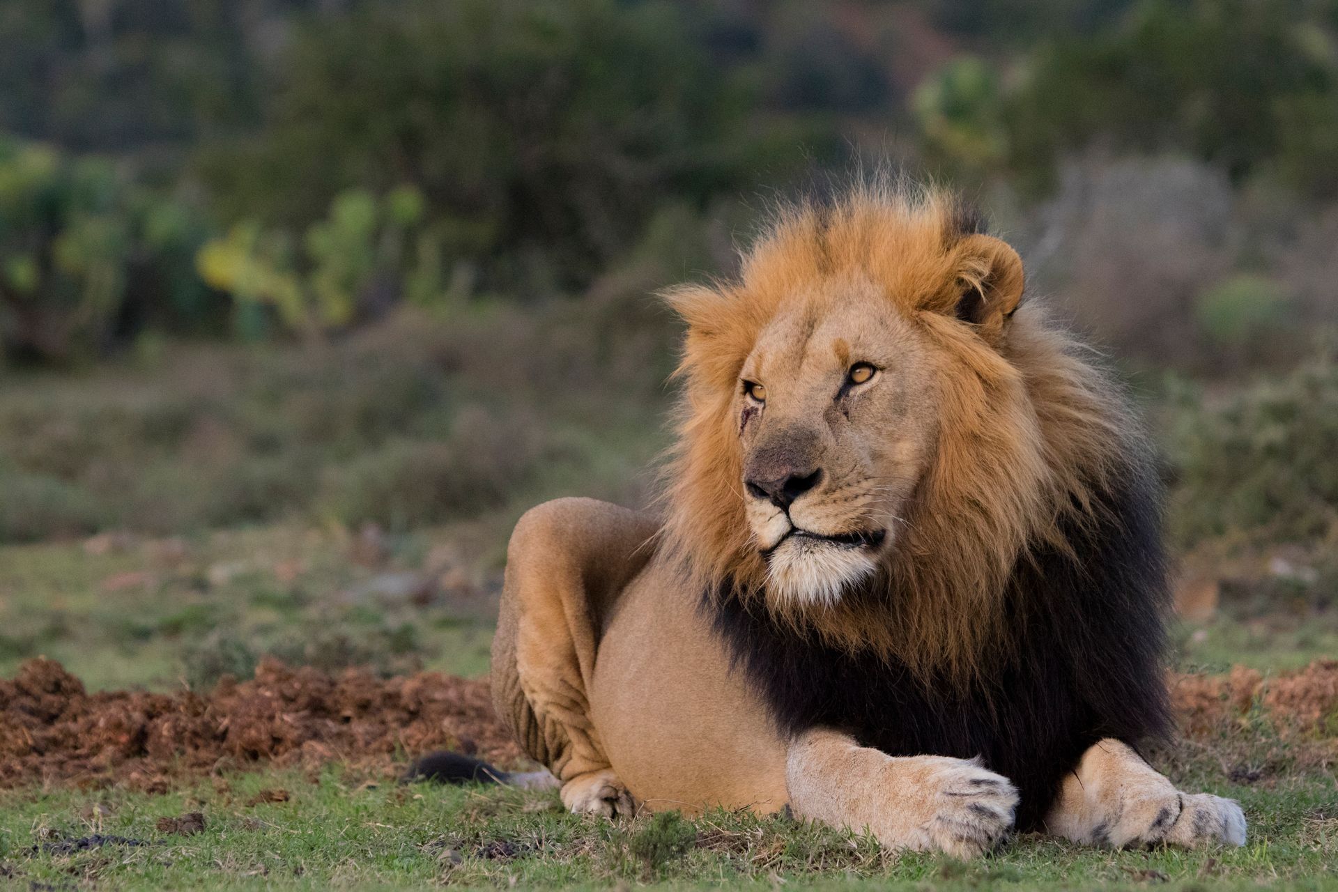 Paignton Zoo Lion sitting in an open field