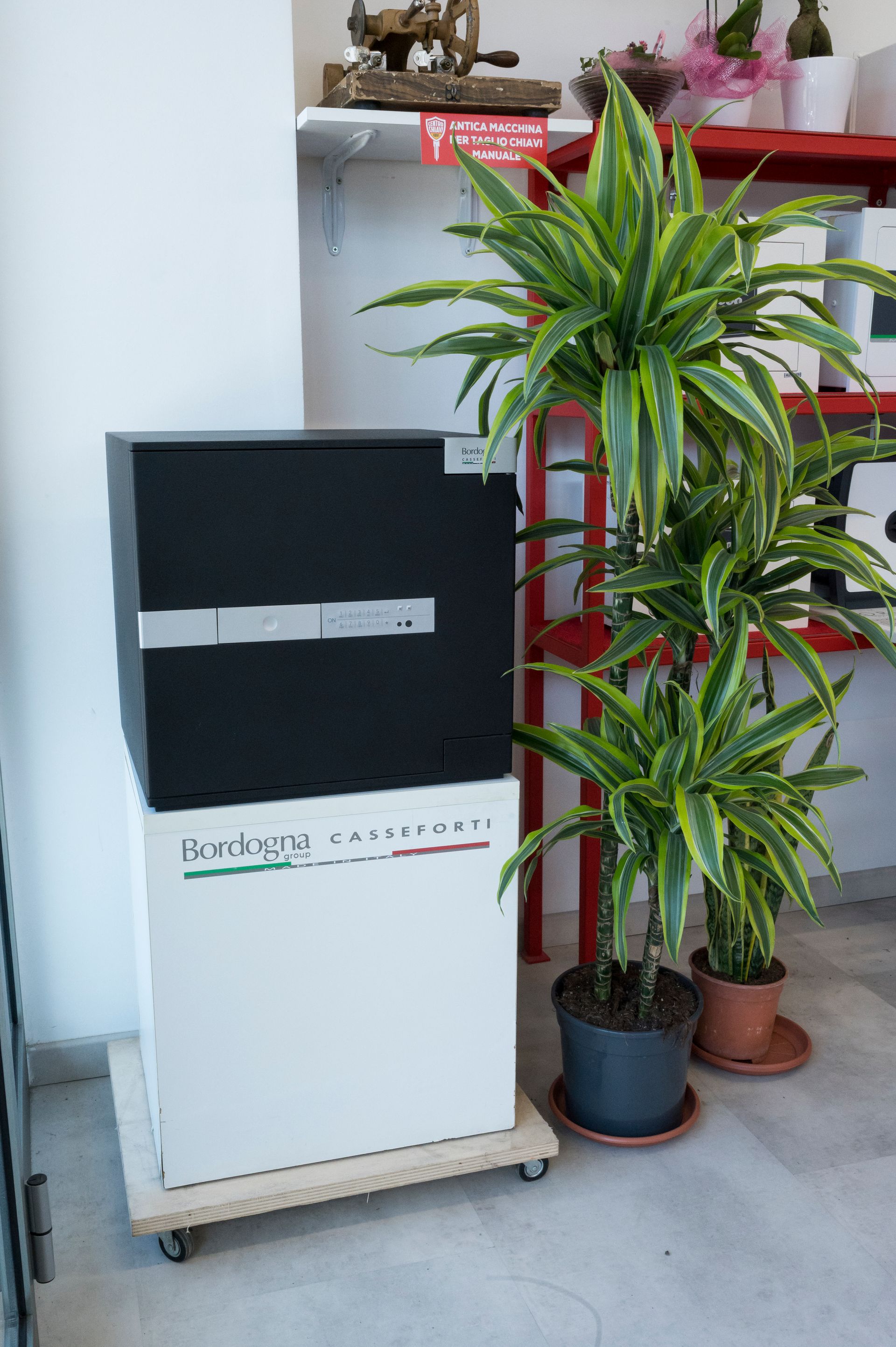Mobile bianco accanto a due piante di dracena in vaso su un pavimento di cemento all'interno