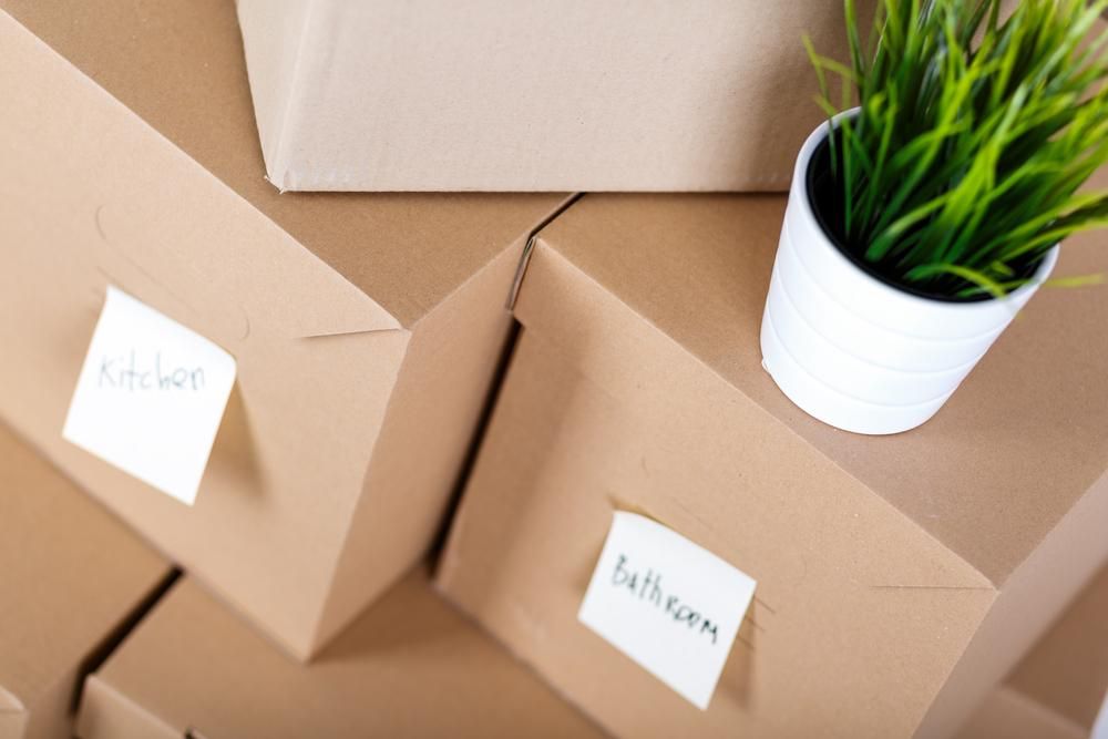 A Potted Plant Is Sitting On Top Of A Pile Of Cardboard Boxes — Brisbane Moving & Storage In Roma, QLD