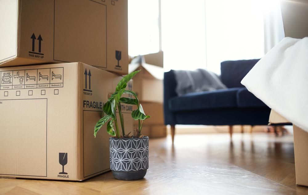 A Potted Plant Is Sitting In Front Of A Stack Of Cardboard Boxes — Brisbane Moving & Storage In Acacia Ridge, QLD