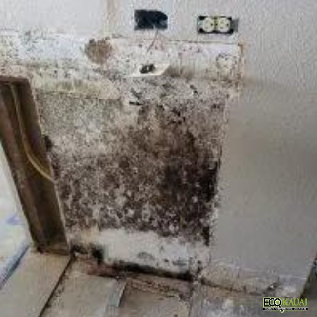 Image showcasing Mold Remediation And Property Maintenance | Kaua’i, Hi