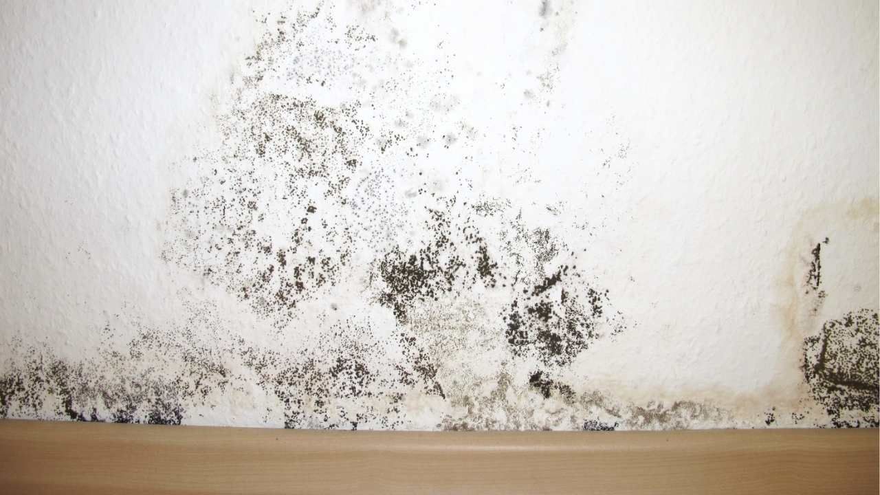 mold removal