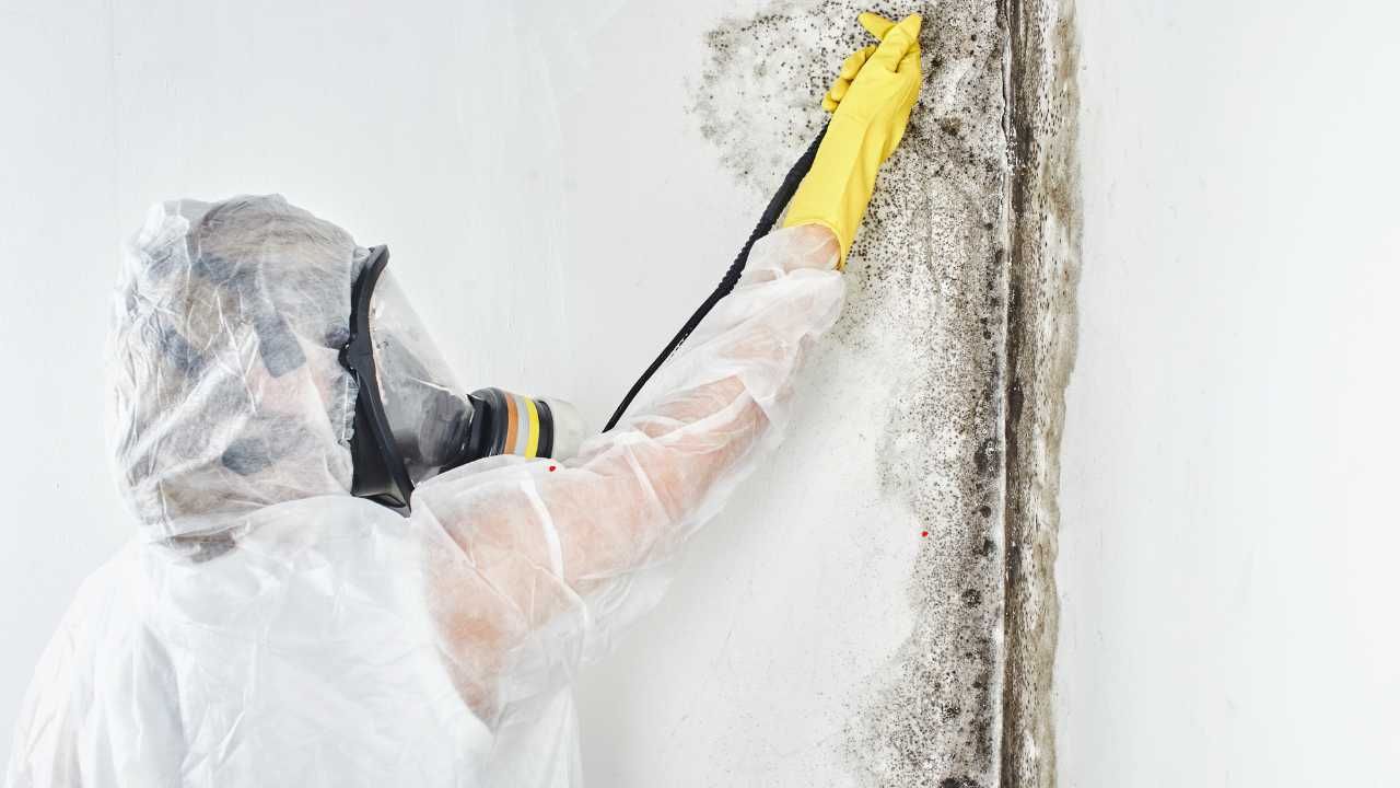 Professional mold removal services