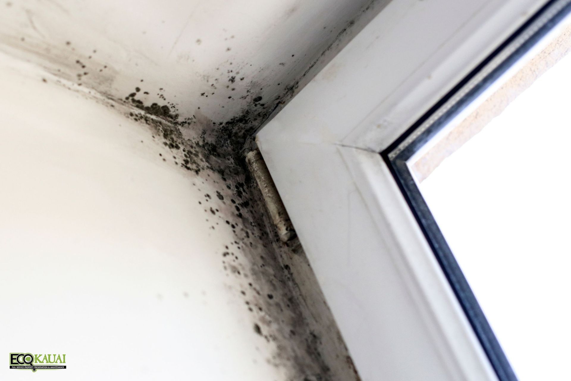 Mold spots on a white wall