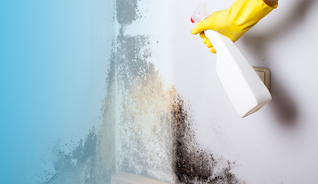 A crew from Eco Kauai Services removing mold from a wall using our solution spray