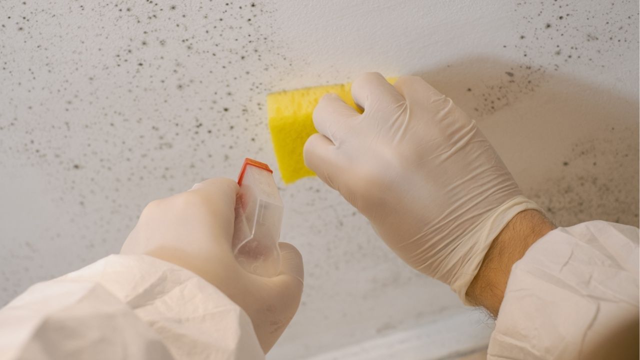 basement mold causes