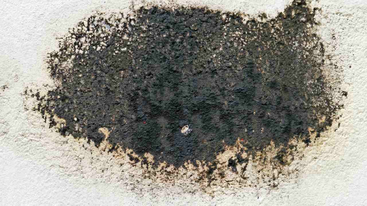 black mold