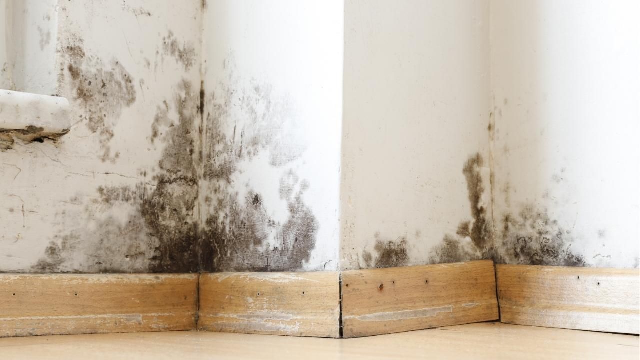 how fast mold grows