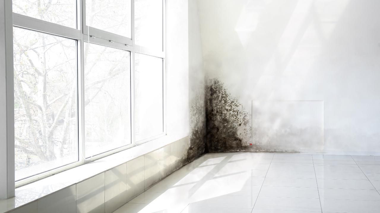 mold cleaning tips