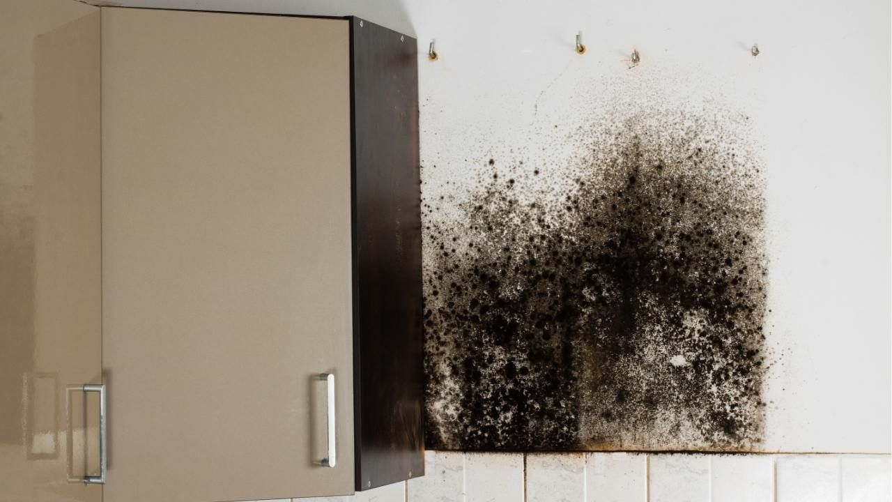 mold behind kitchen cabinets