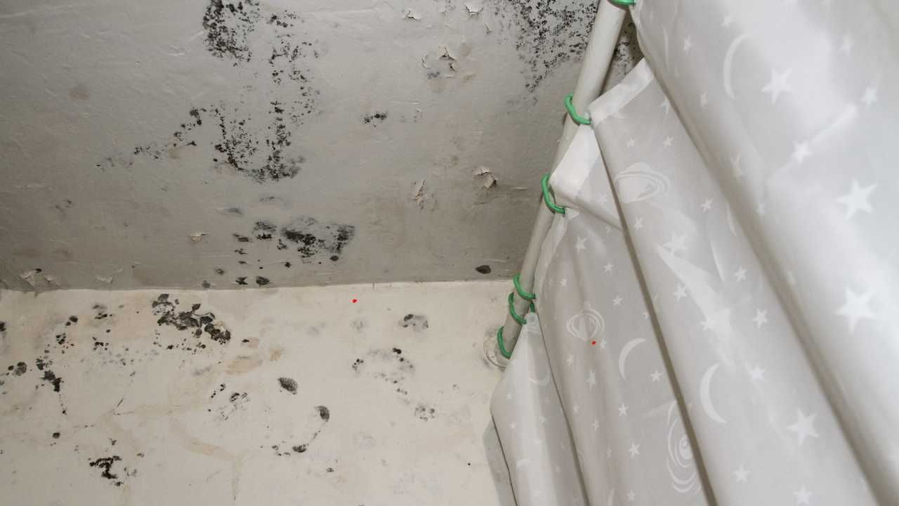 Mold infestations Kauai homes