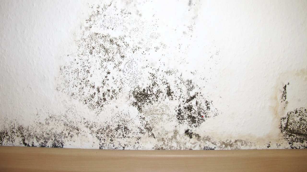 mold grow