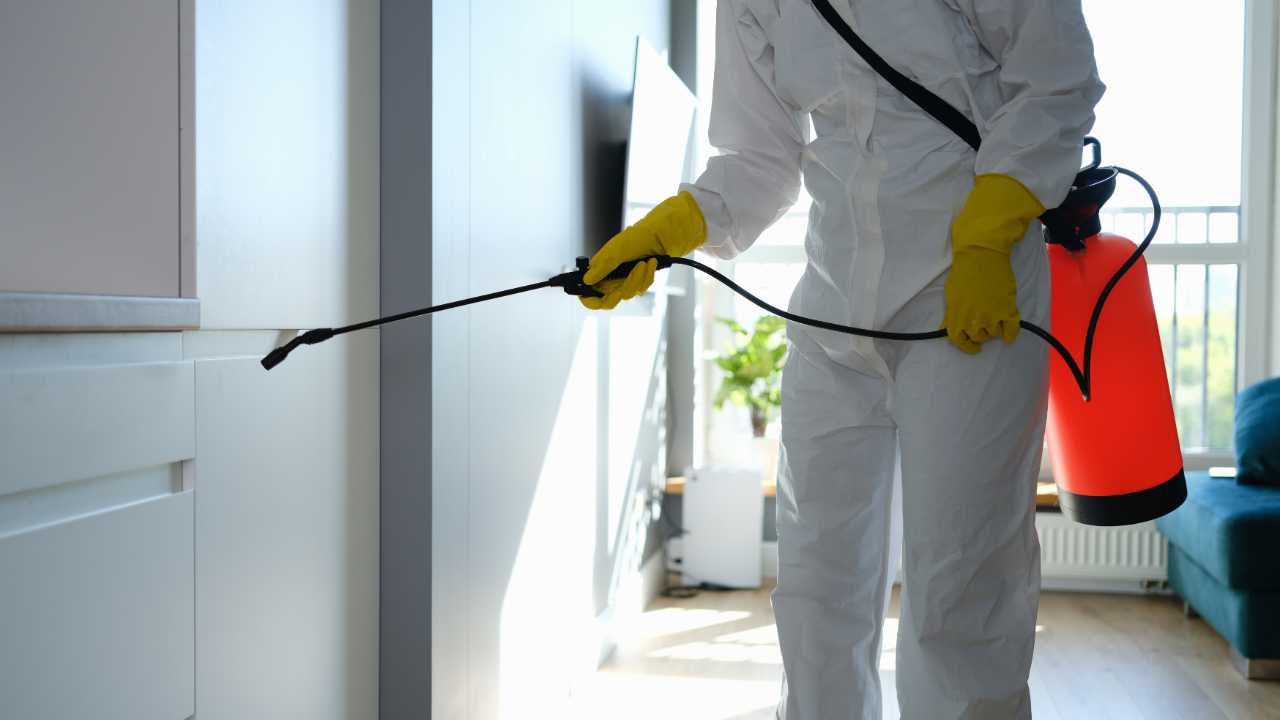 Professional mold removal