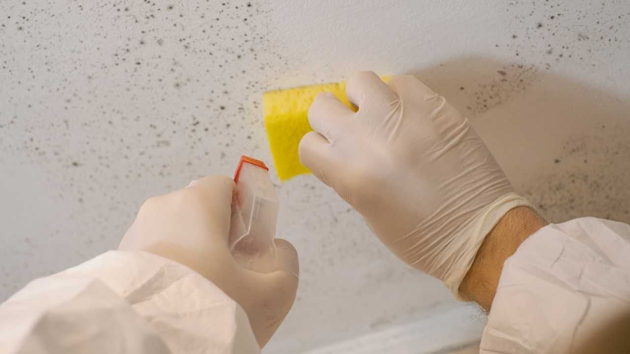 A person wearing white gloves meticulously cleans mold from a wall.
