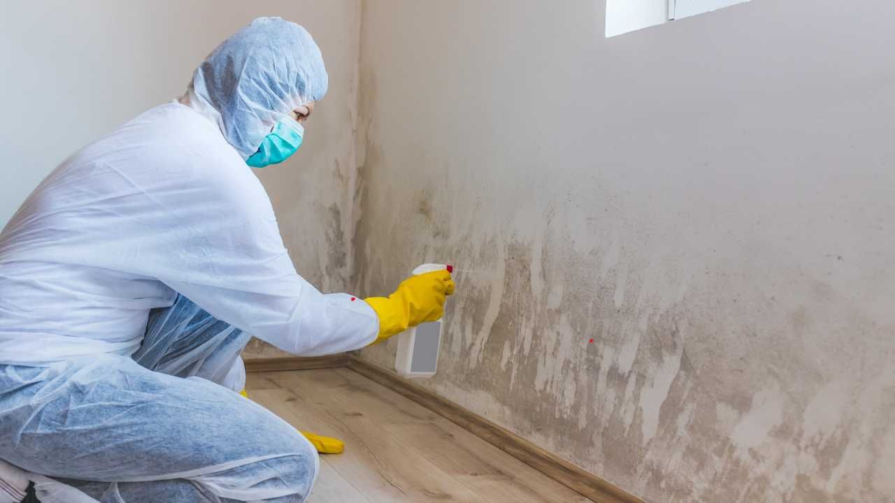 Mold remediation Kaua’i homes