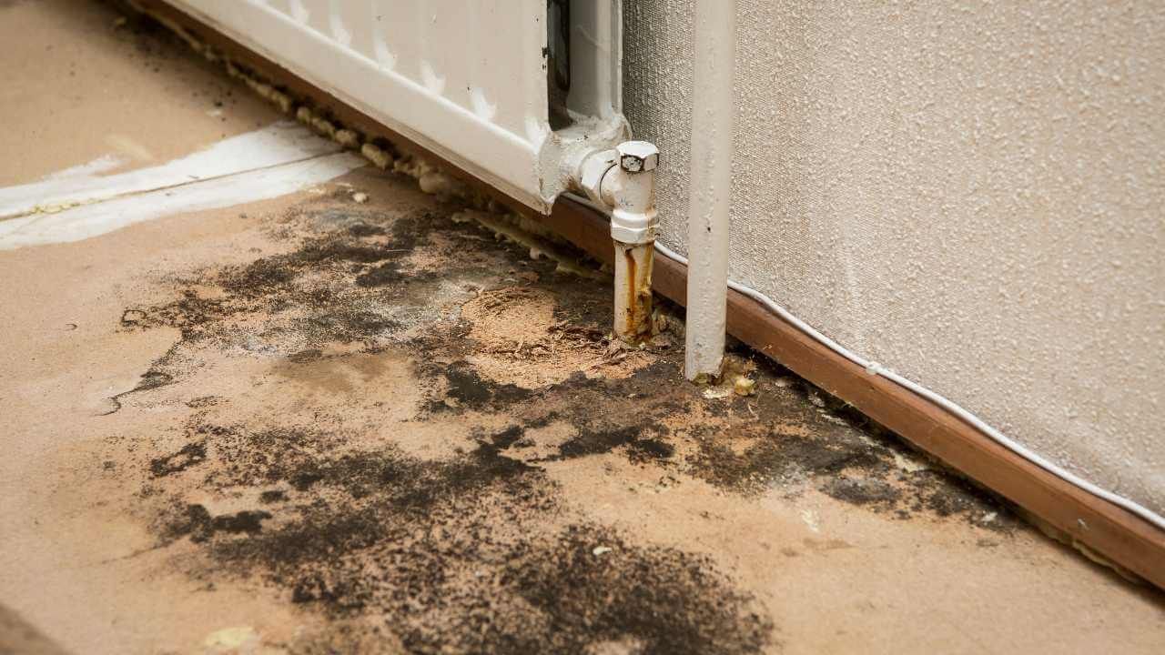 Mold removal guide