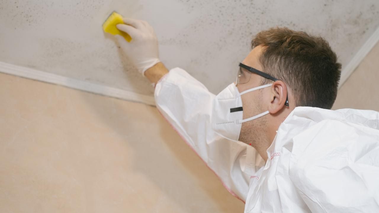 mold cleanup