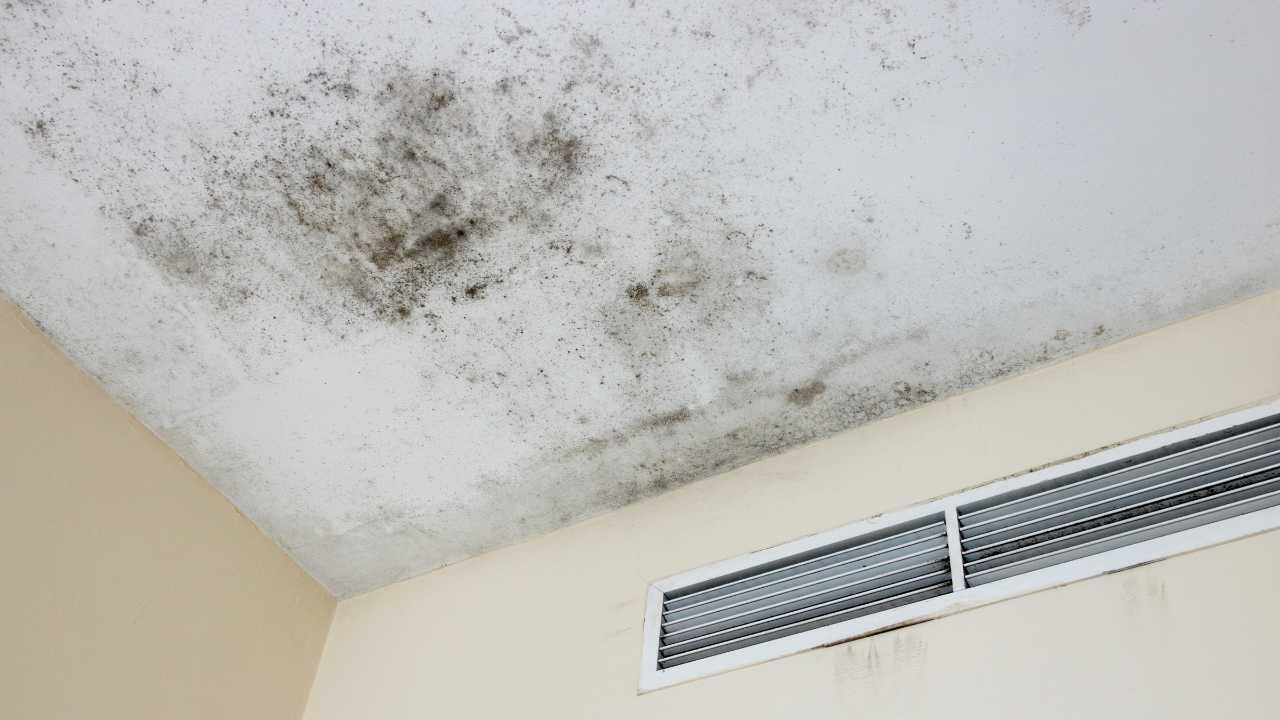Preventing mold in Kauai
