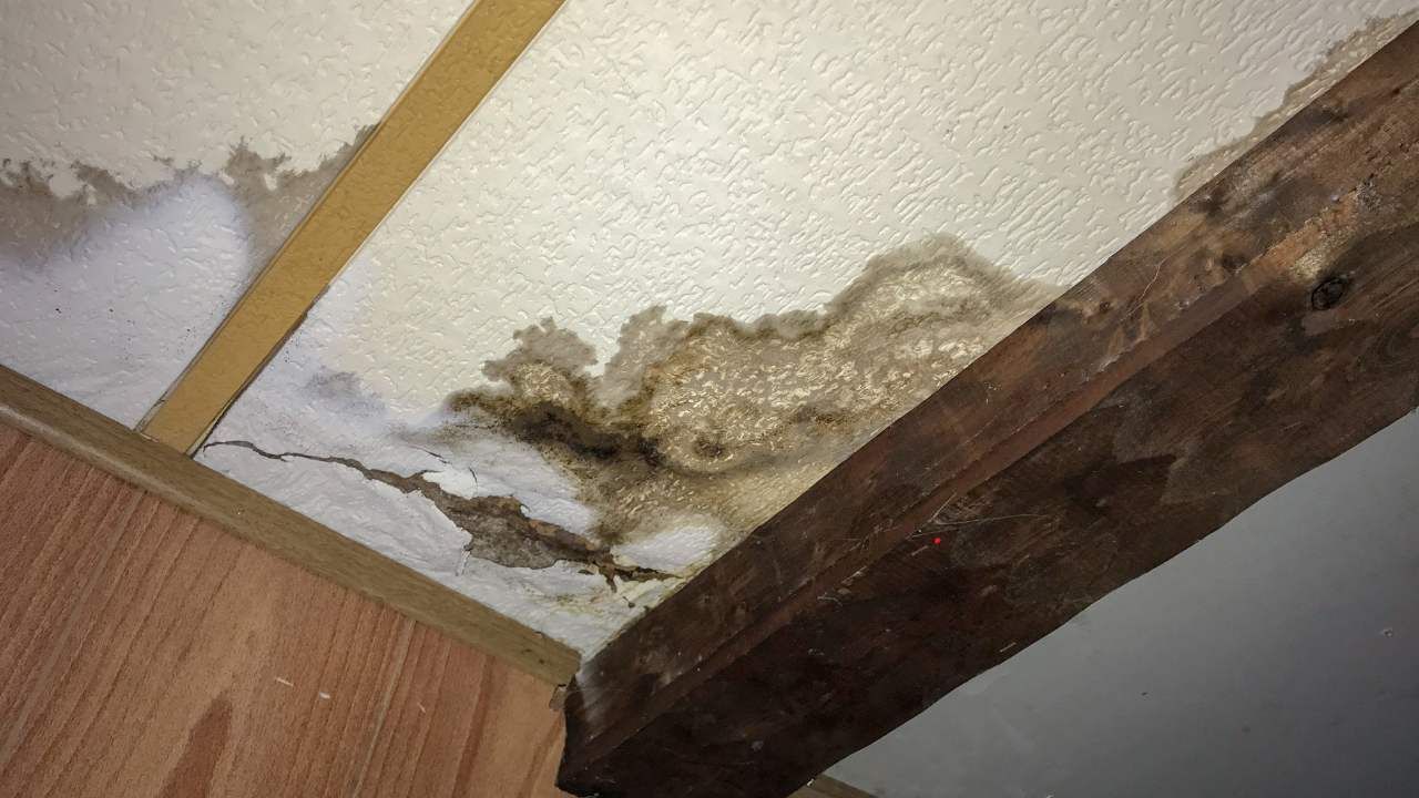 mold inspection