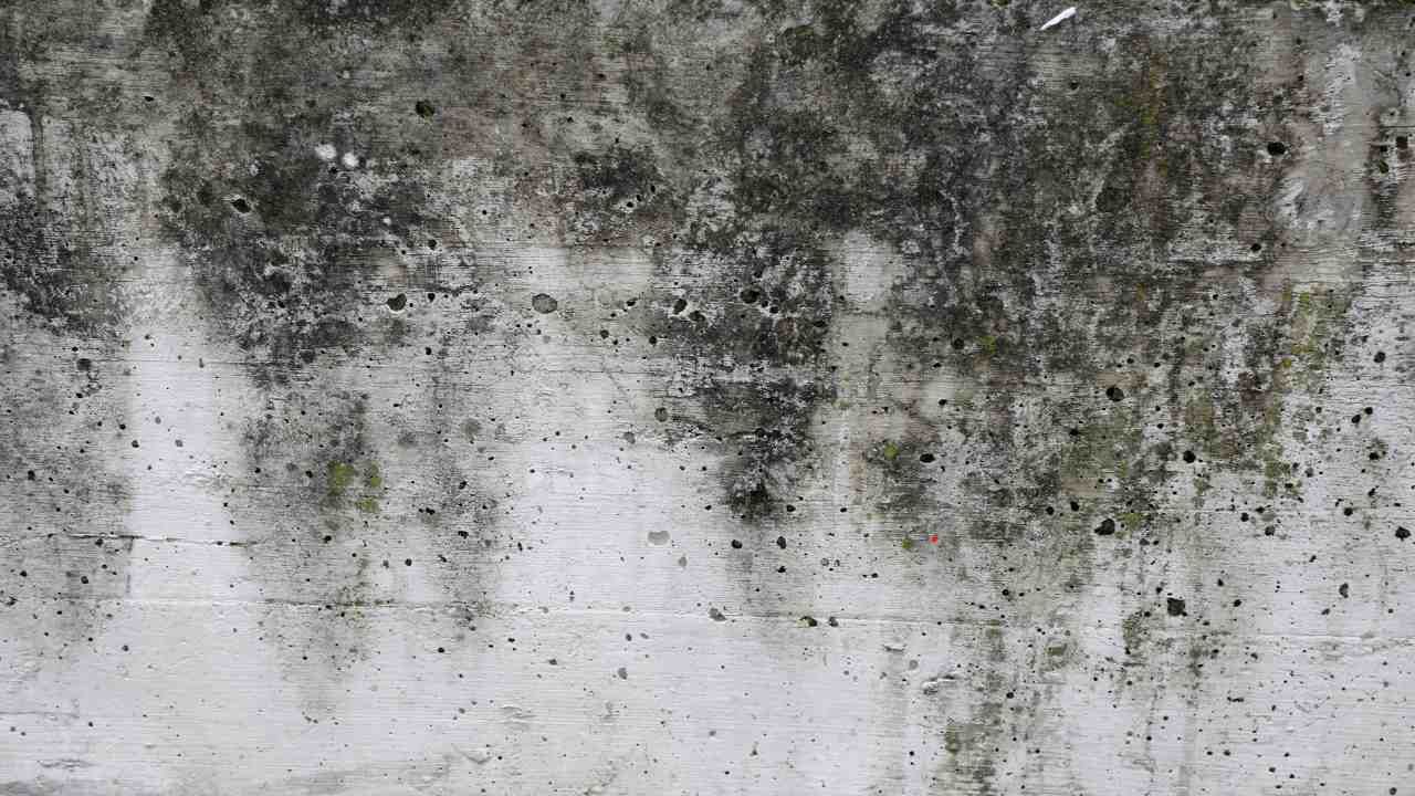black mold myths