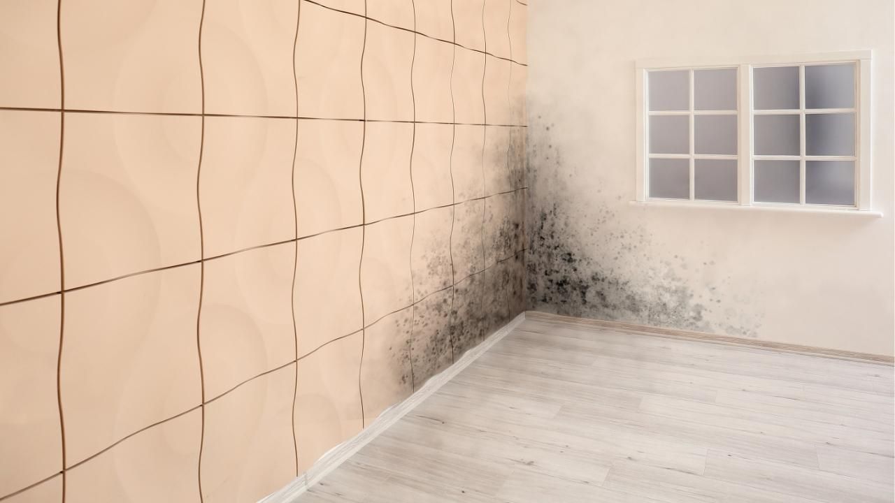 mold remediation