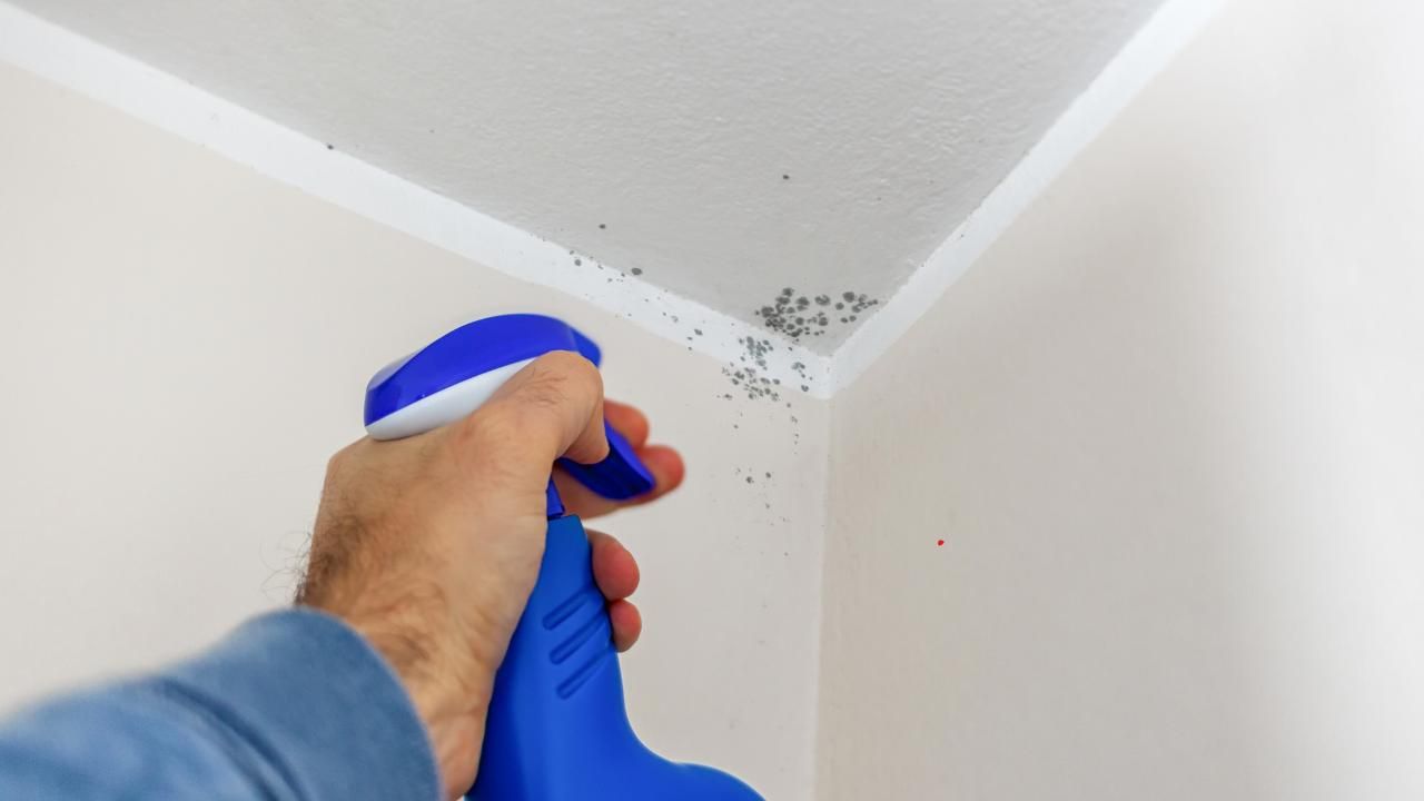 mold removal