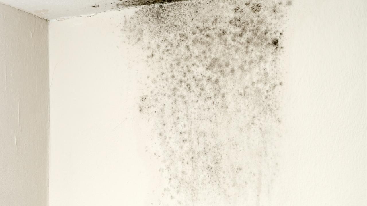 mold growth