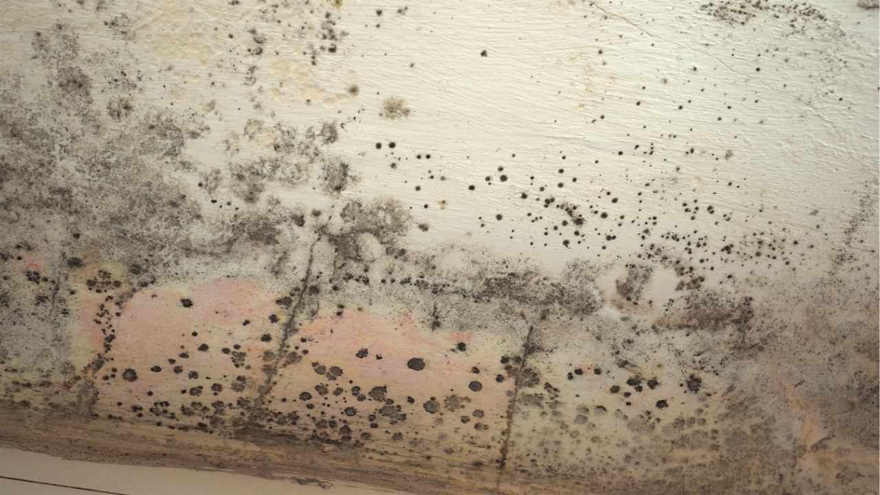 mold Kauaʻi Homes