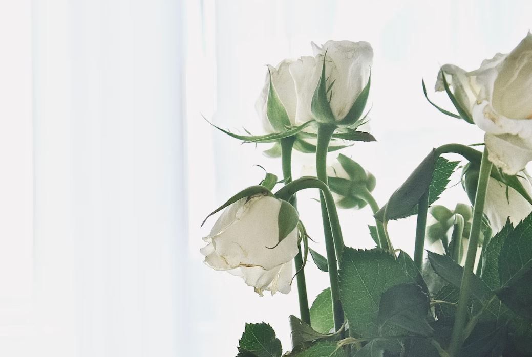White Roses