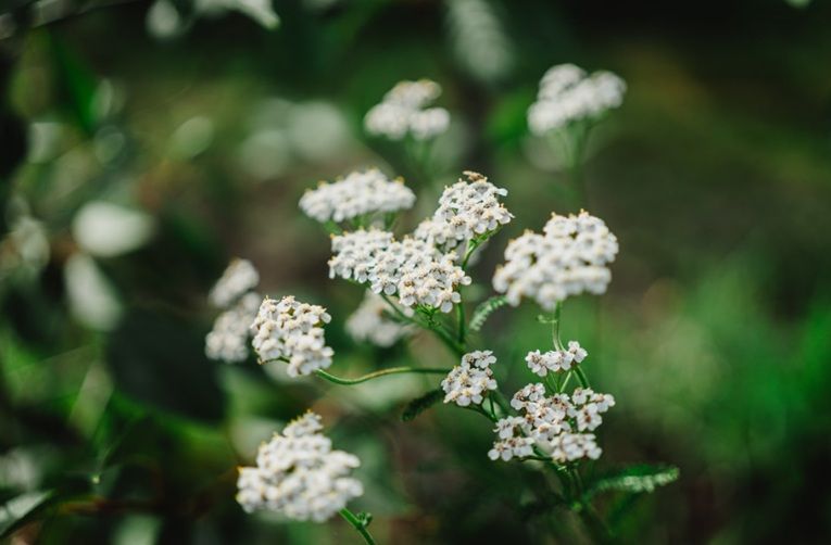 White wildflowers representing cremation services in Chandler, Arizona.