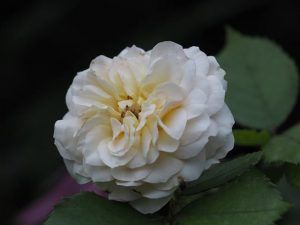 cremation services in Scottsdale AZ Cremation Services in Scottsdale AZ 7 300x225