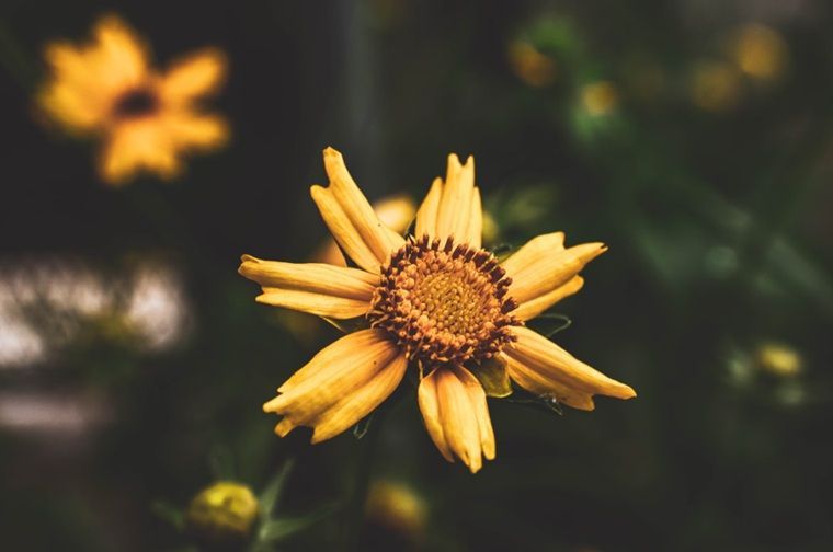Yellow flower symbolizing remembrance with cremation services in Mesa, AZ.