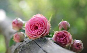funeral homes in Glendale AZ