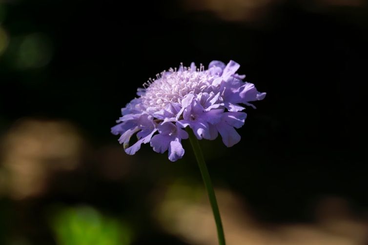 Purple flower symbolizing remembrance at funeral homes in Mesa, AZ.