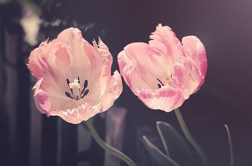 Pink tulips reflecting personal remembrance and meaningful funeral planning in Chandler, AZ.