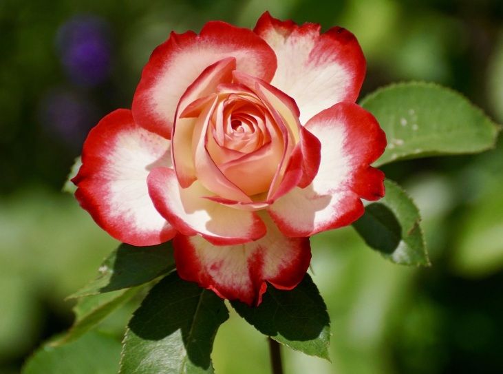 Red and white rose representing remembrance and grief in Gilbert, AZ.