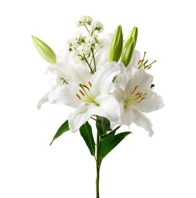 White lily memorial flowers symbolize peaceful remembrance in Mesa, AZ.