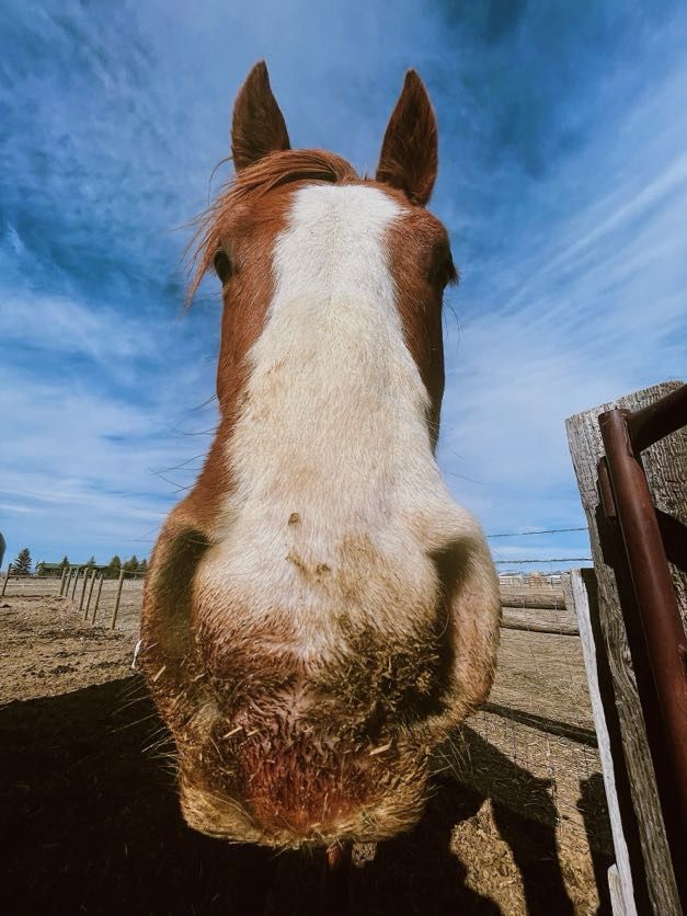 Close-up of a horse's face with brown and white markings, against a blue sky.